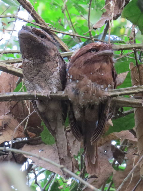 Sri Lanka Frogmouths