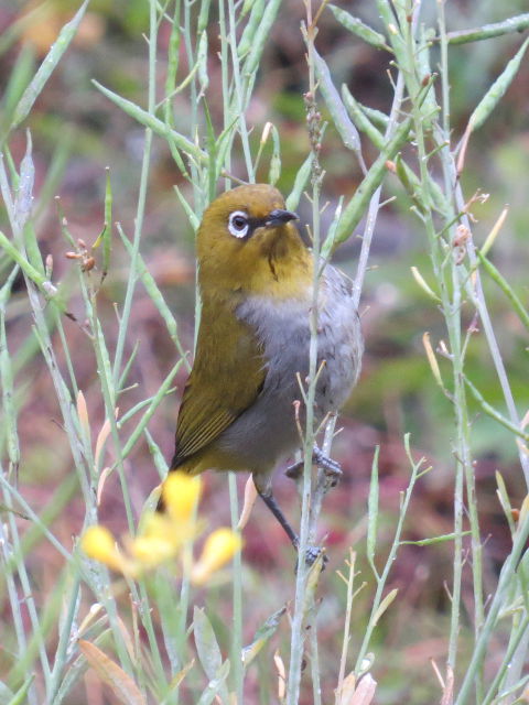 Oriental White-eye