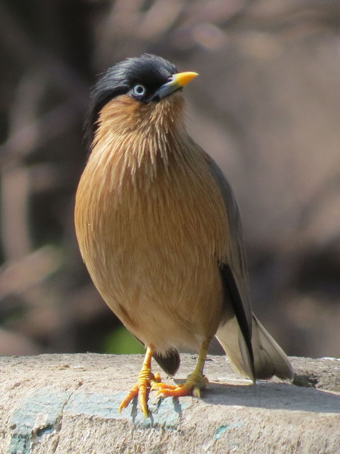 Brahminy Starling