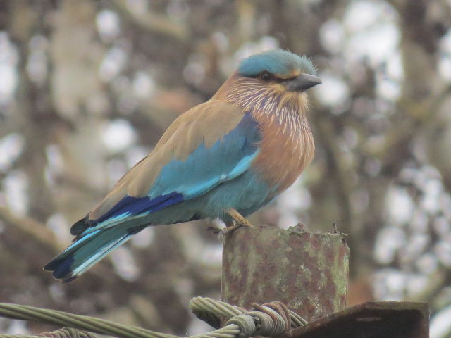 Indian Roller