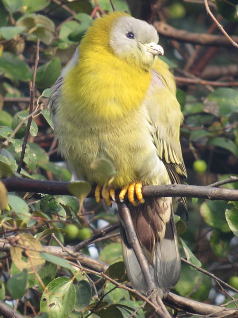 Yellow-footed Green Pigeon