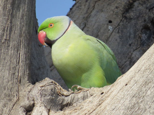 Rose-ringed Parakeet