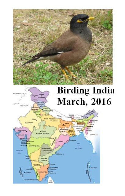 Birding in India