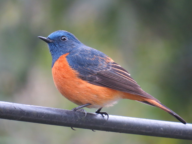 Blue-fronted Redstar<