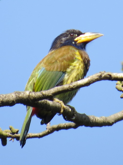 Great Barbet<