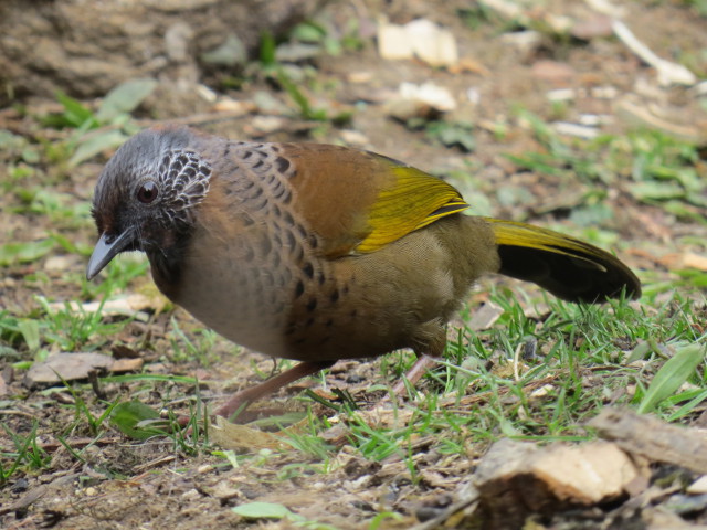 Chestnut-crowned Laughingthrush