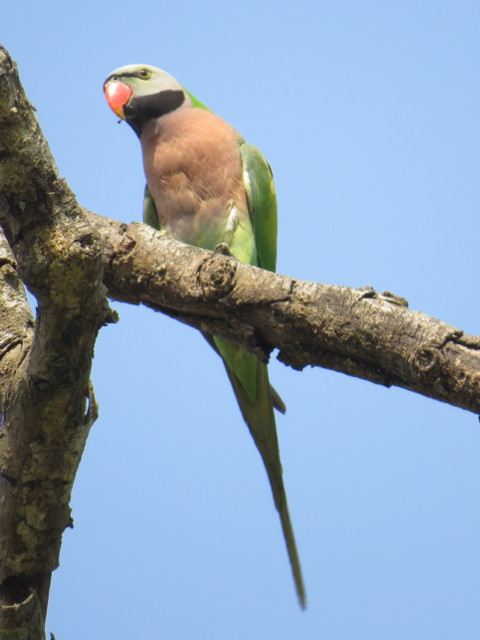 Red-breasted Parakeet