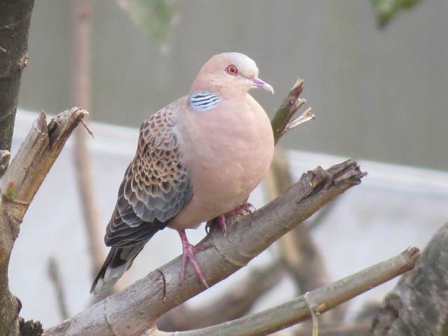 Oriental Turtle Dove