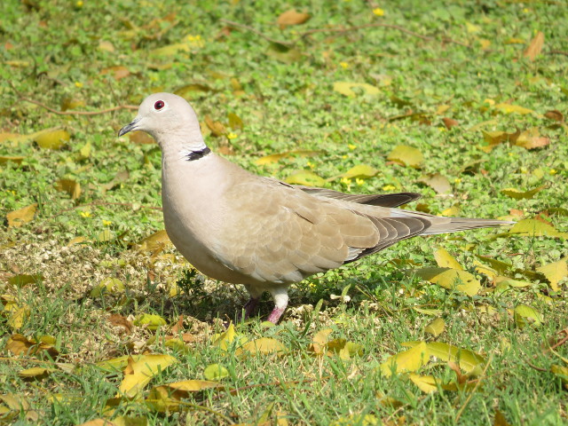 Eurasian Collared Dove