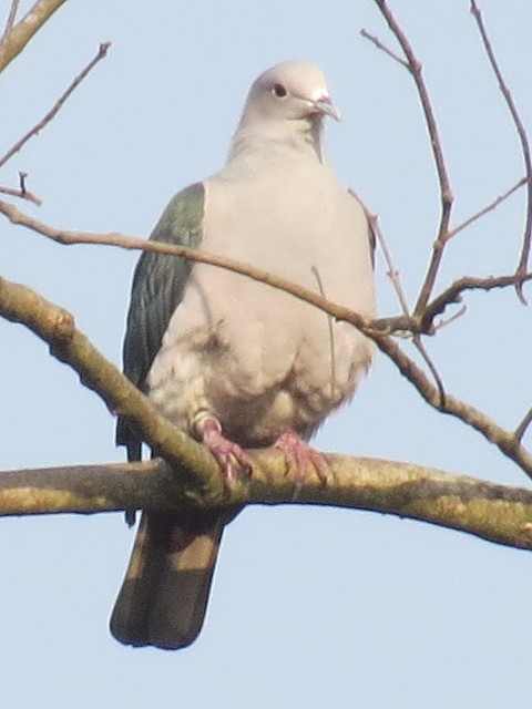 Imperial Pigeon