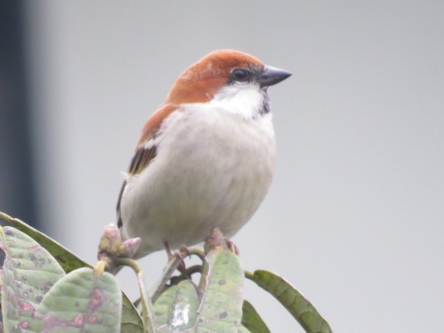 Russet Sparrow