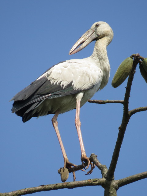 Asian Openbill