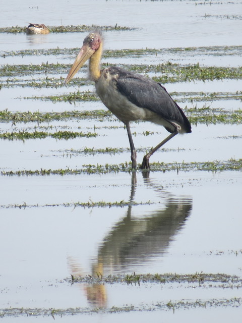 Lesser Adjutant