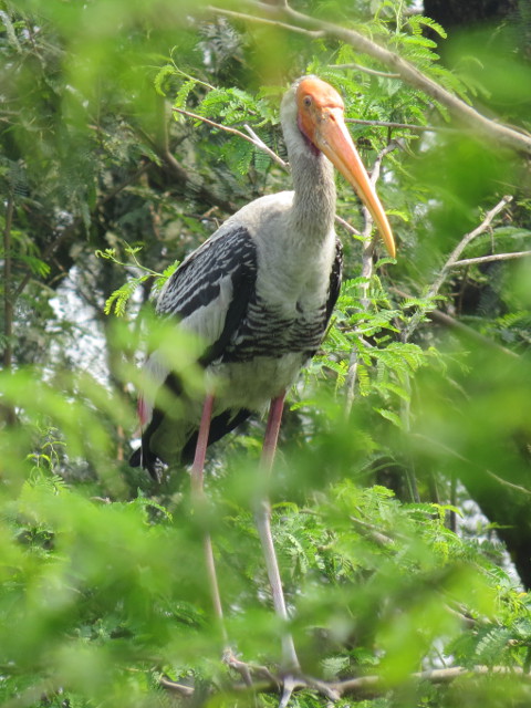 Painted Stork