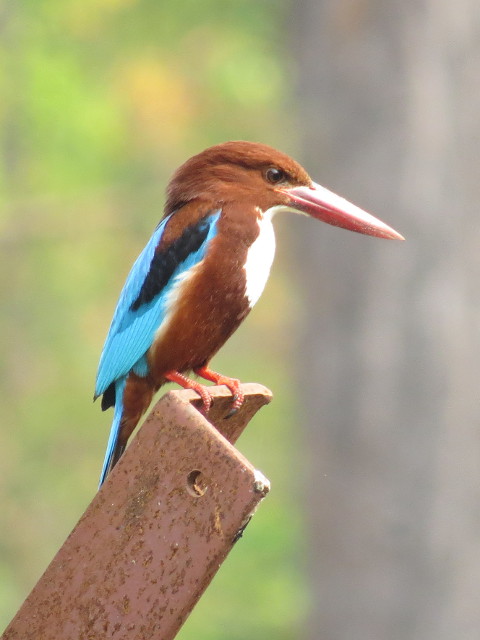 White-throated Kingfisher