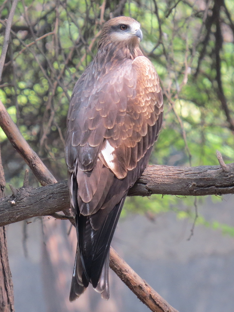 Black Kite