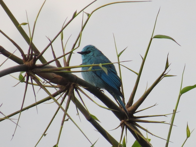 Verditer Flycatcher