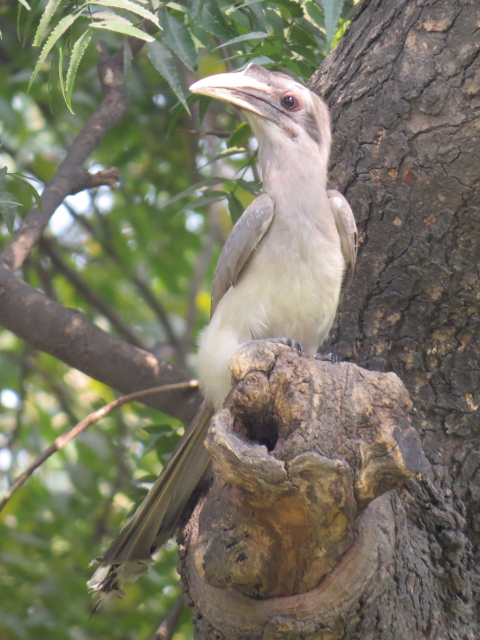 Indian Grey Hornbill