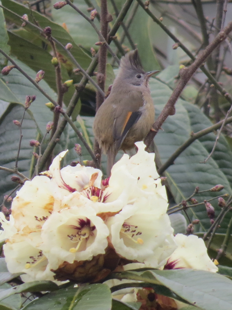 Stripe-throated Yuhina