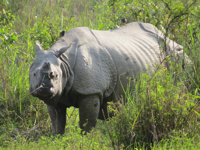 Indian Rhinoceros