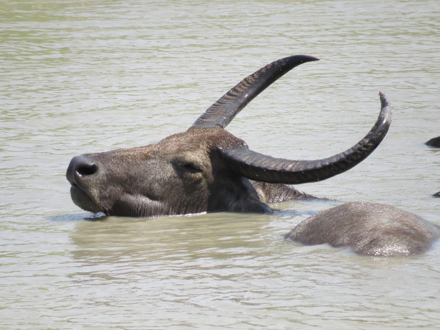 Water Buffalo