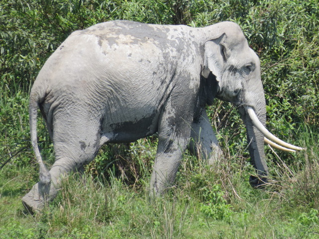 Indian Elephant