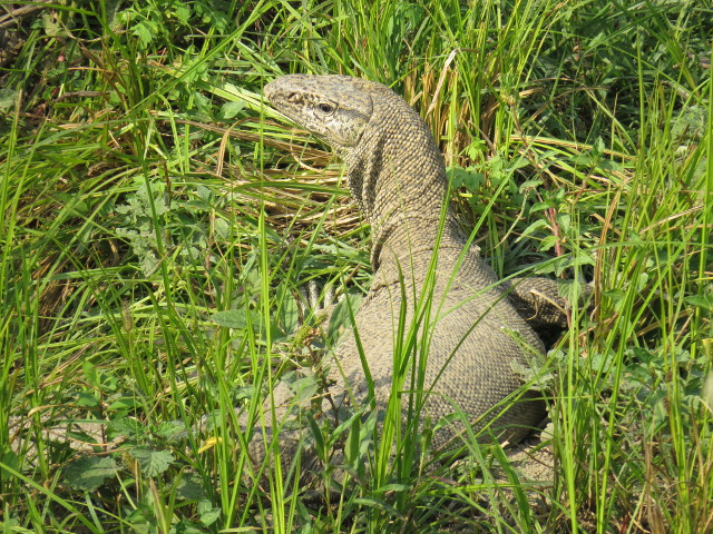 Bengal Monitor