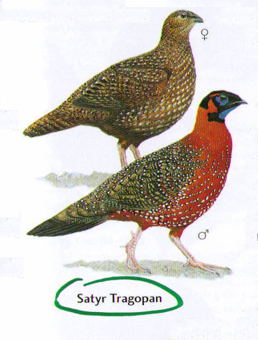 Satyr Tragopan