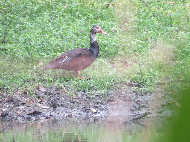 White-winged Duck