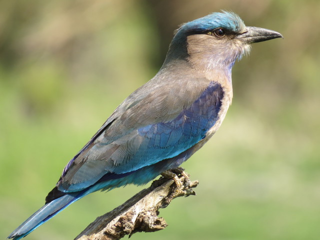 Indian Roller