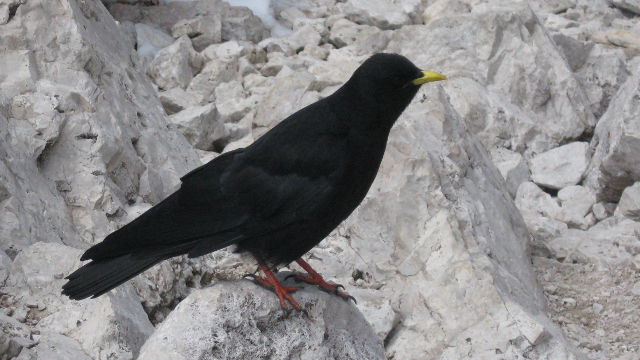 Alpine Chough