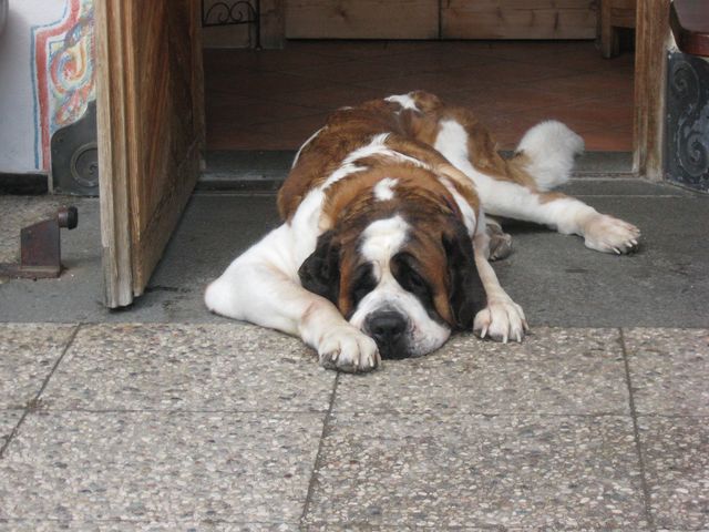 Greeter at one the mountain huts