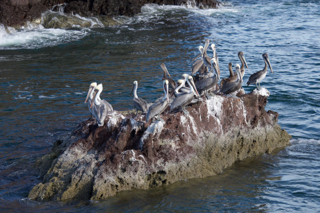 Brown Pelicans