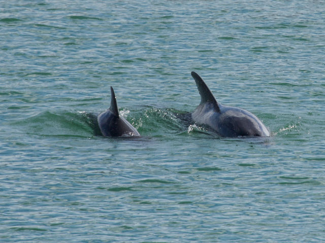 Bottlenose Dolphins