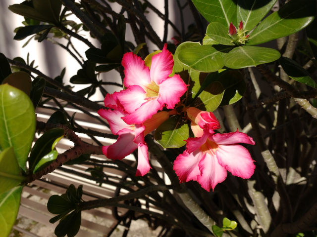 Pretty red flowers