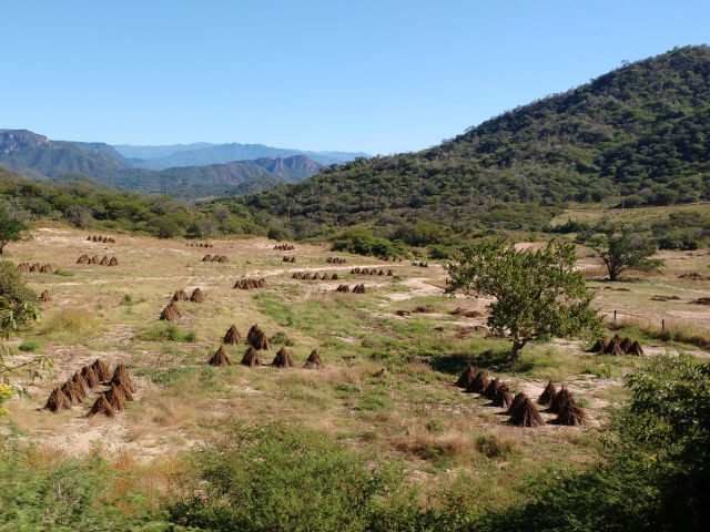 Sesame seed harvest