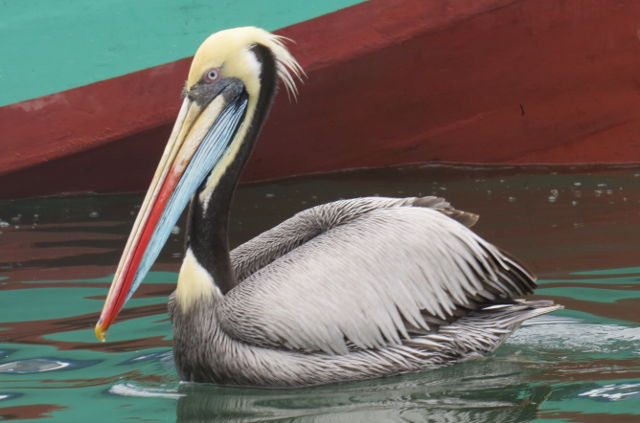 Peruvian Pelican