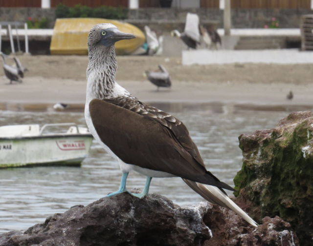 Blue Booby