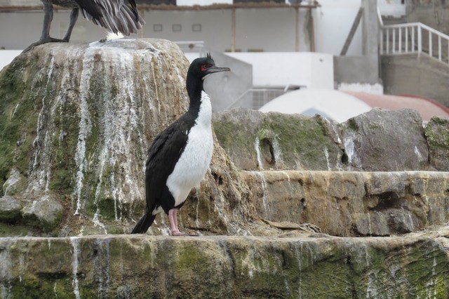 Guanay Cormoraunt