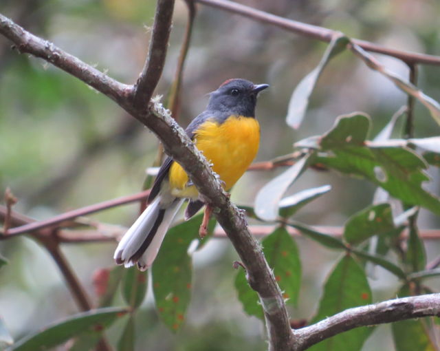 Slate-throated Redstart