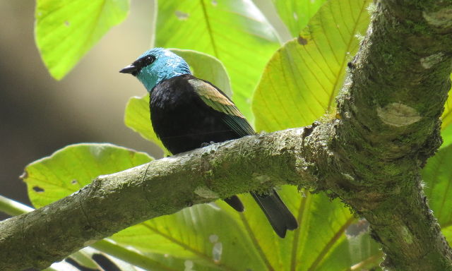 Blue-necked Tanager