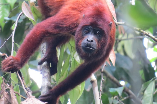 Red Howler Monkey