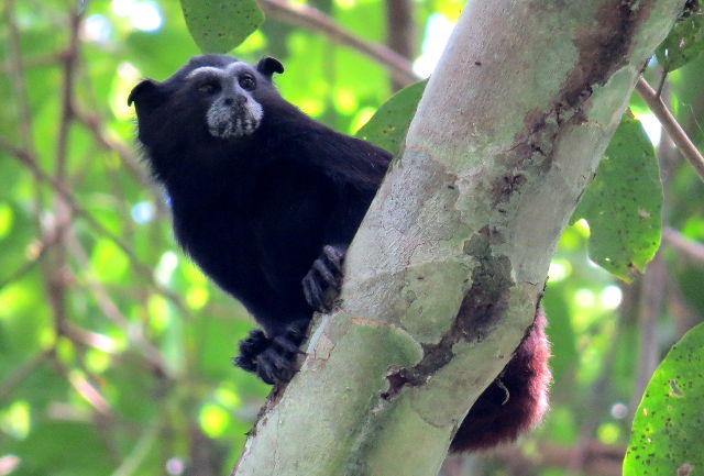 Brown-mantled Tamarin