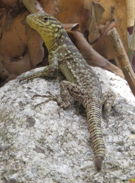 Spiny Whorltail Iguana