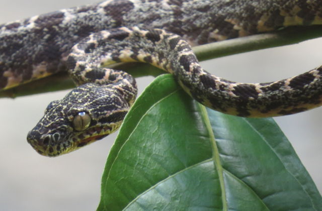 Tree Boa constrictor