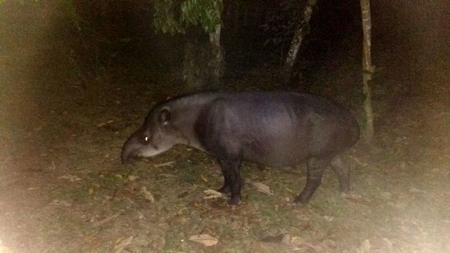 Tapir