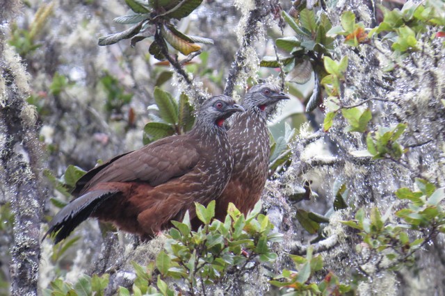 Andean Guan