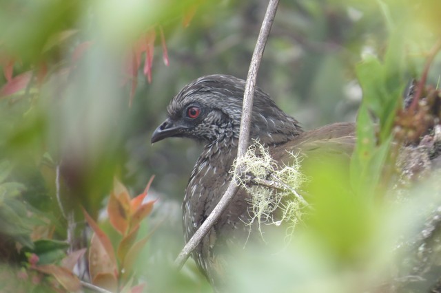 Andean Guan