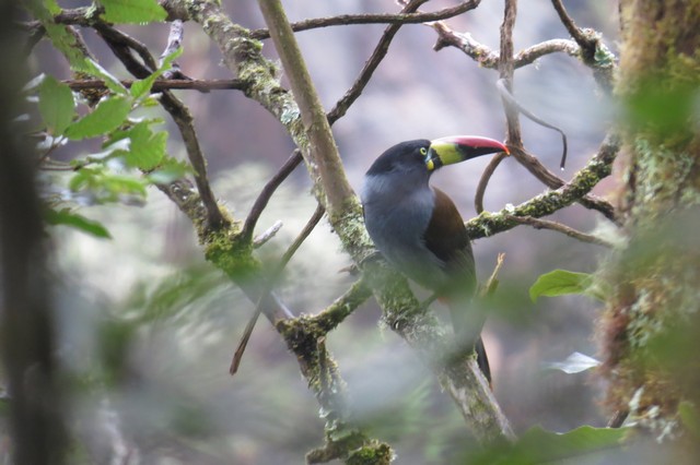 Grey-breasted Mountain Toucan