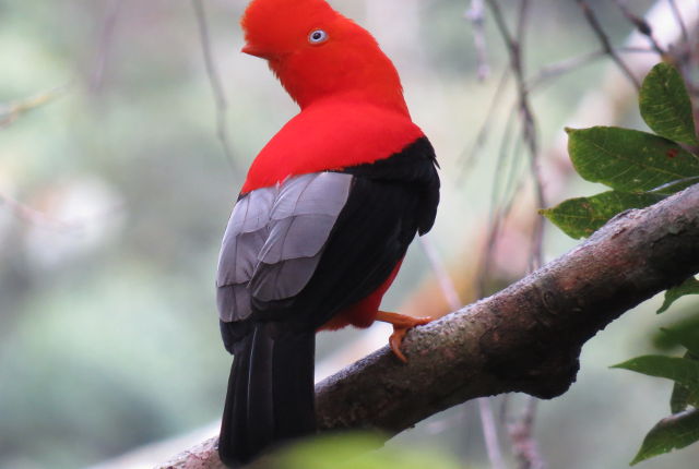 Andean Cock-of-the-Rock